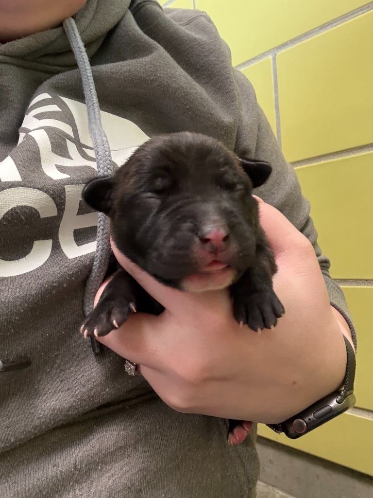 Garlic, an adoptable Mixed Breed in Minot, ND, 58702 | Photo Image 3