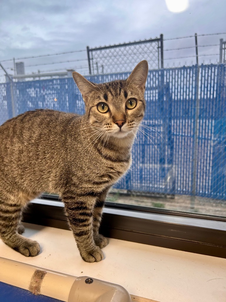 Sweetie, an adoptable Domestic Short Hair in Minot, ND, 58702 | Photo Image 1