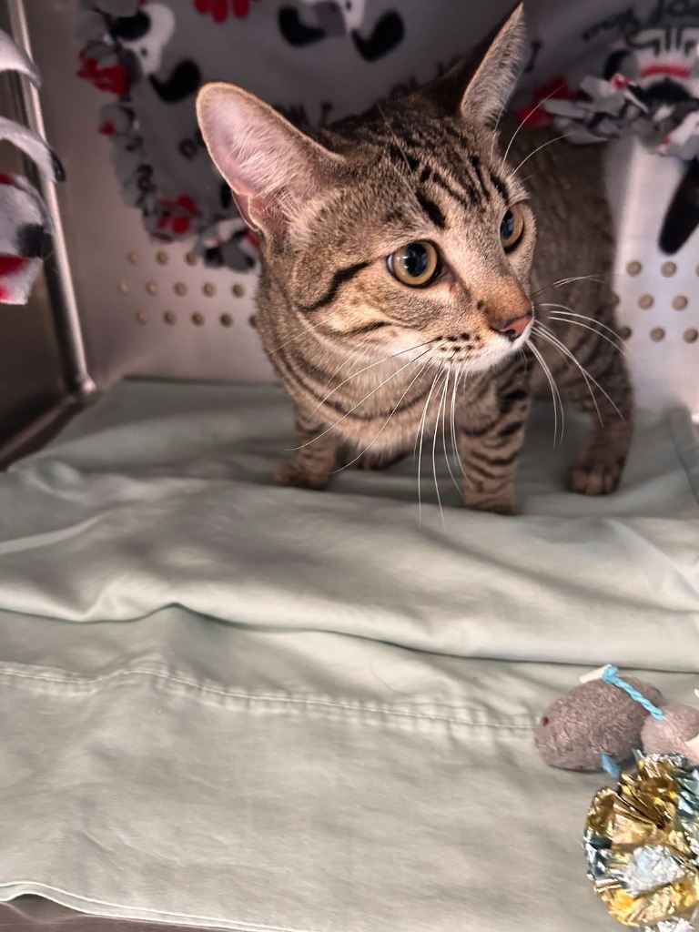 Sweetie, an adoptable Domestic Short Hair in Minot, ND, 58702 | Photo Image 2