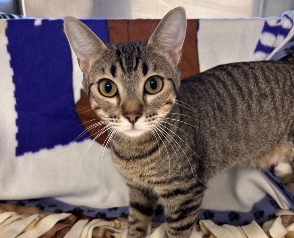 Sweetie, an adoptable Domestic Short Hair in Minot, ND, 58702 | Photo Image 3