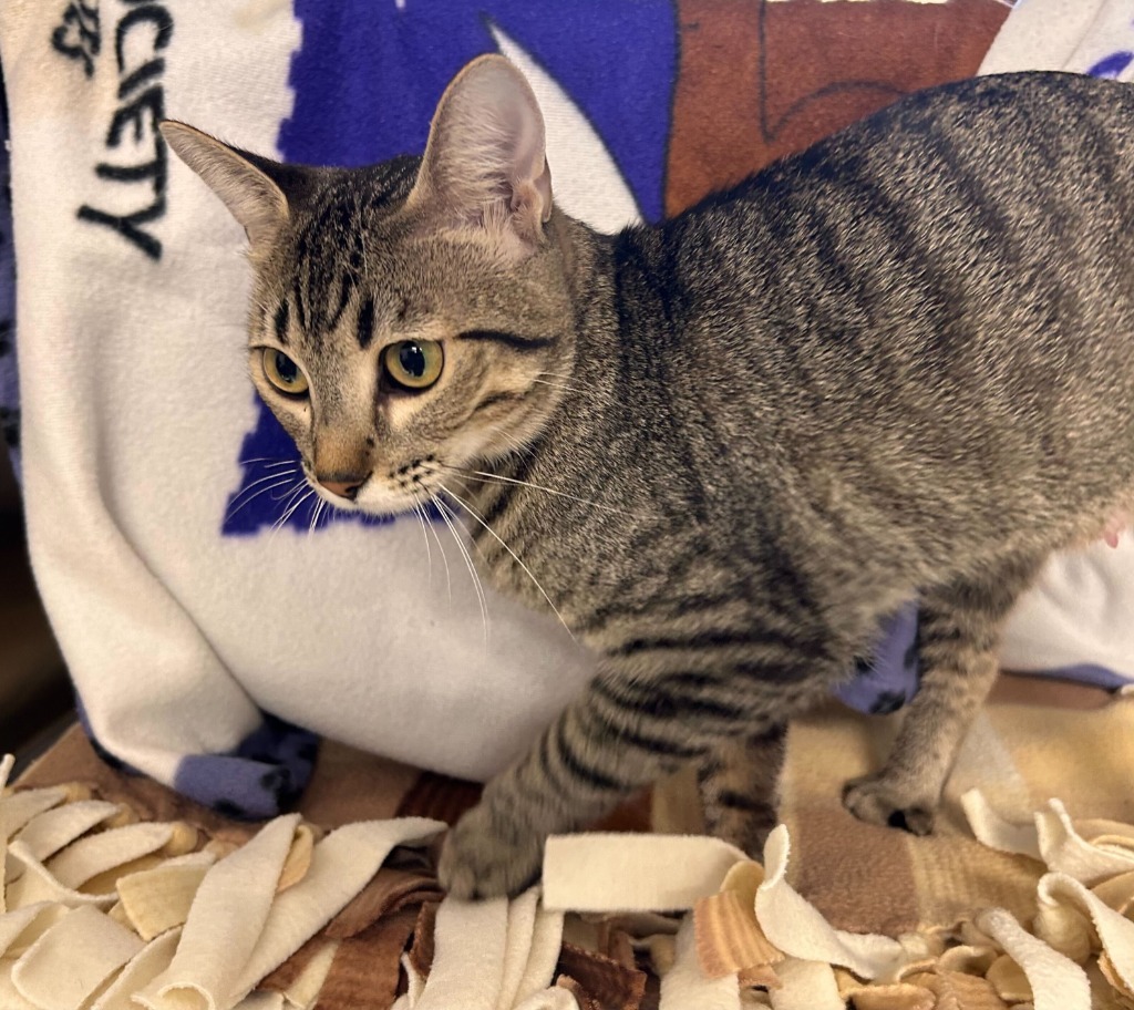 Sweetie, an adoptable Domestic Short Hair in Minot, ND, 58702 | Photo Image 4