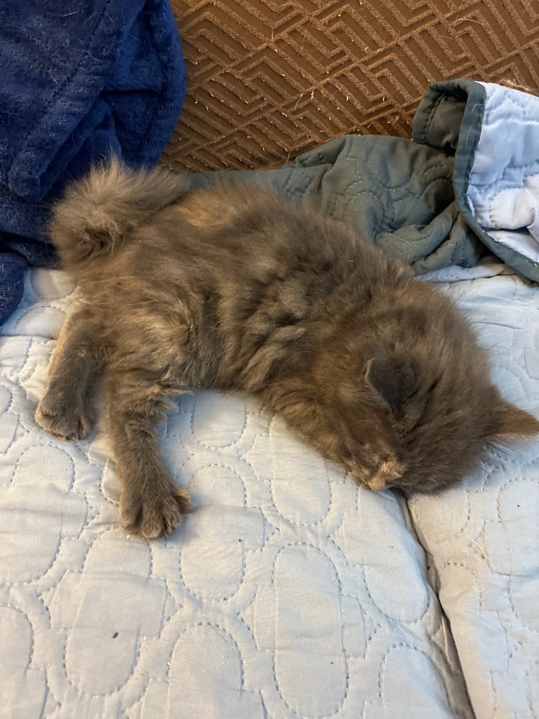 Dumpling, an adoptable Domestic Long Hair in Minot, ND, 58702 | Photo Image 1