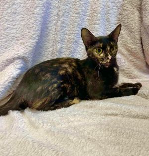 Olive, Young Female unknown