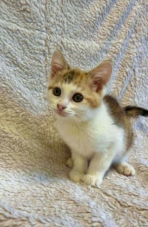 Cali, Baby Female unknown