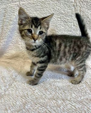 Ivy, Baby Female unknown