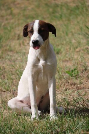 Maggie, Young Female unknown