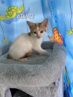 Whitney and Winnie, Baby Female unknown