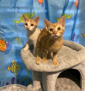Dakota and Demi, Baby Female unknown