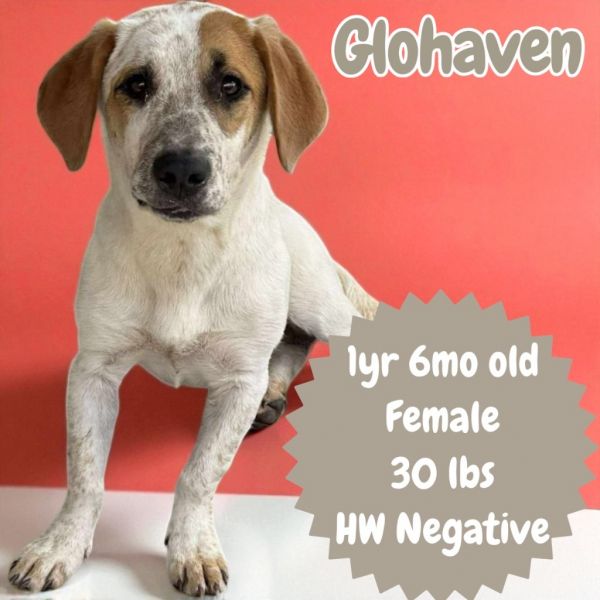 Glohaven