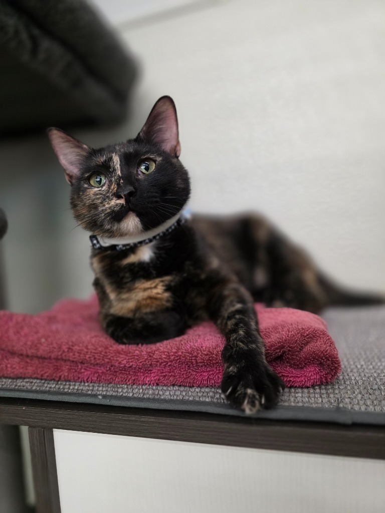 Lilah, an adoptable Domestic Short Hair in Minot, ND, 58701 | Photo Image 1