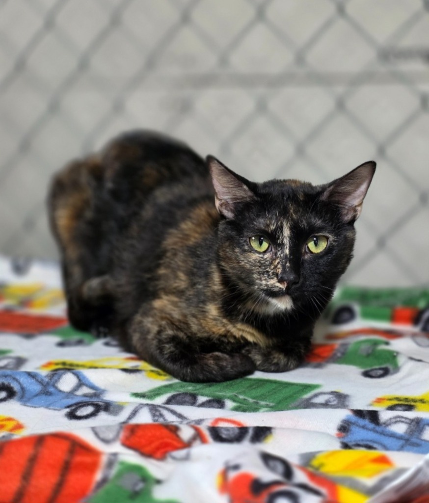 Lilah, an adoptable Domestic Short Hair in Minot, ND, 58701 | Photo Image 2