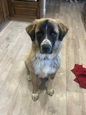 Milo is a 10 month old Saint Bernard mix puppy that we rescued from the Apple Valley Shelter He is
