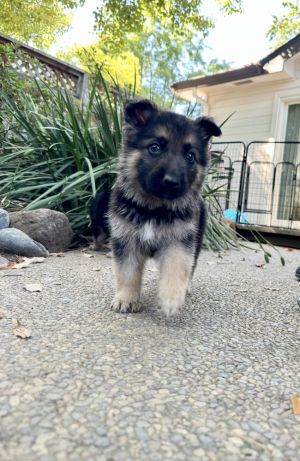 We are excited to share that we have six adorable eight week old gorgeous puppies Among them are th