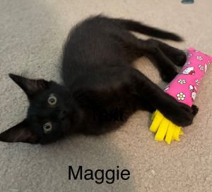 Maggie, Baby Female unknown