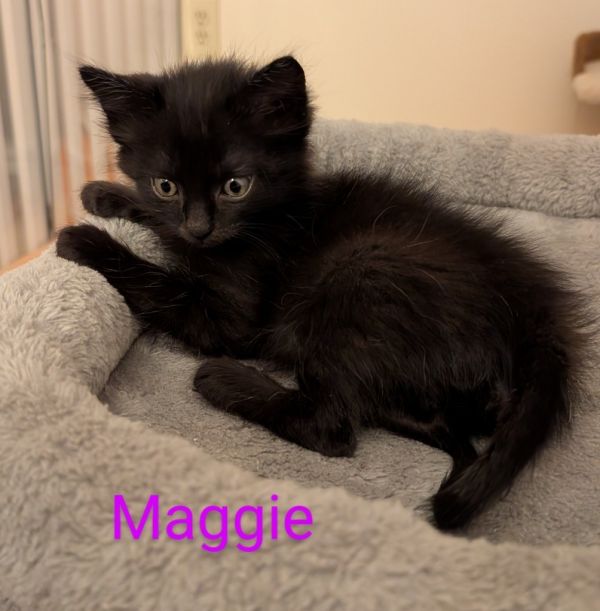 Maggie thumbnail 2