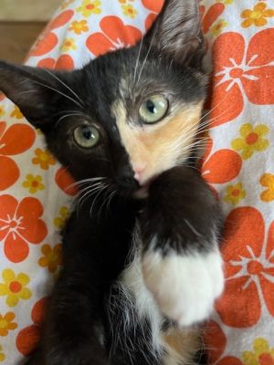 Marble, Baby Female unknown