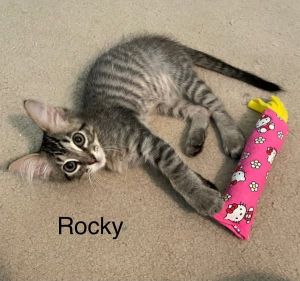 Rocky, Baby Male unknown