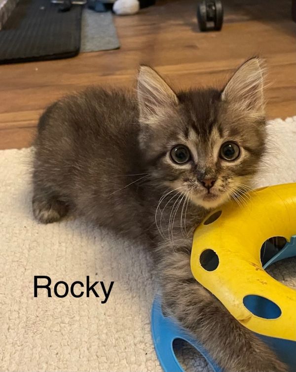 Rocky thumbnail 2