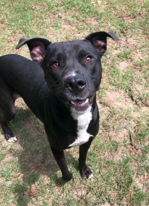 Duke, Adult Male unknown