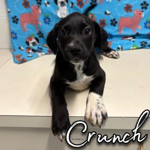 Crunch, Baby Female unknown