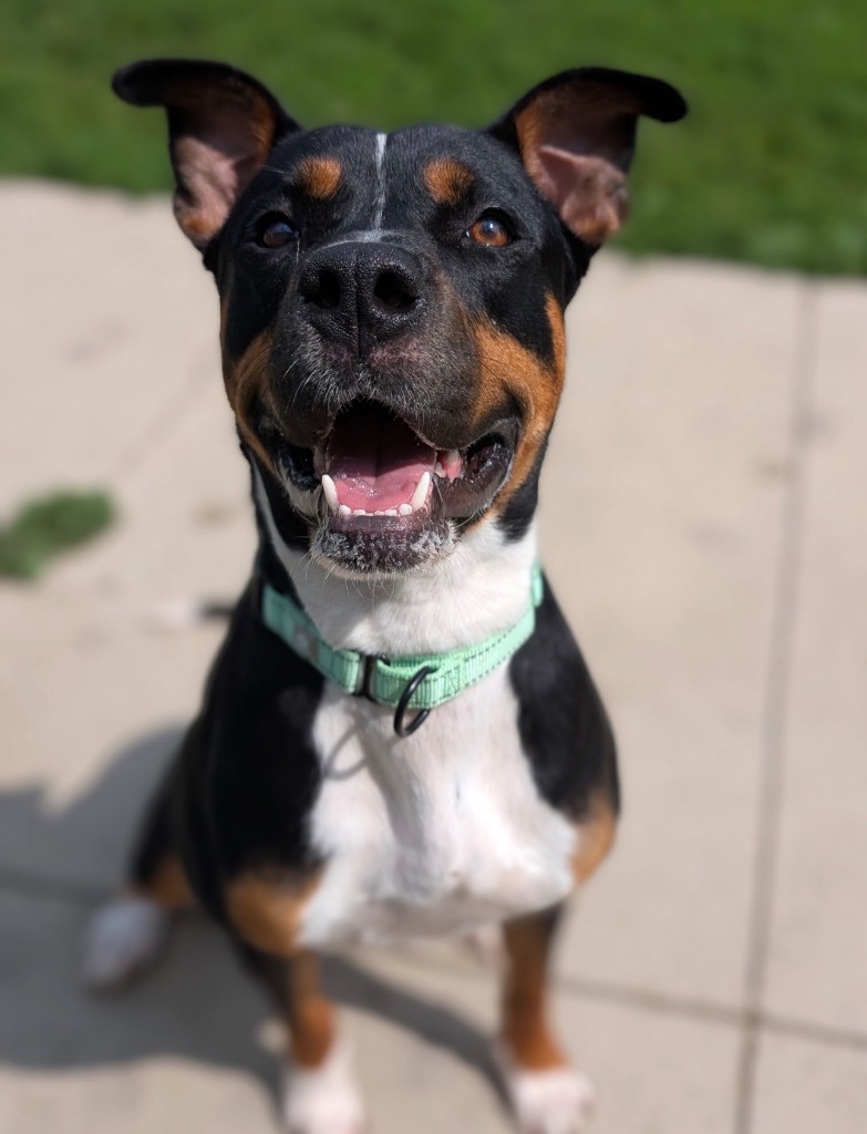 Fig - PENDING ADOPTION