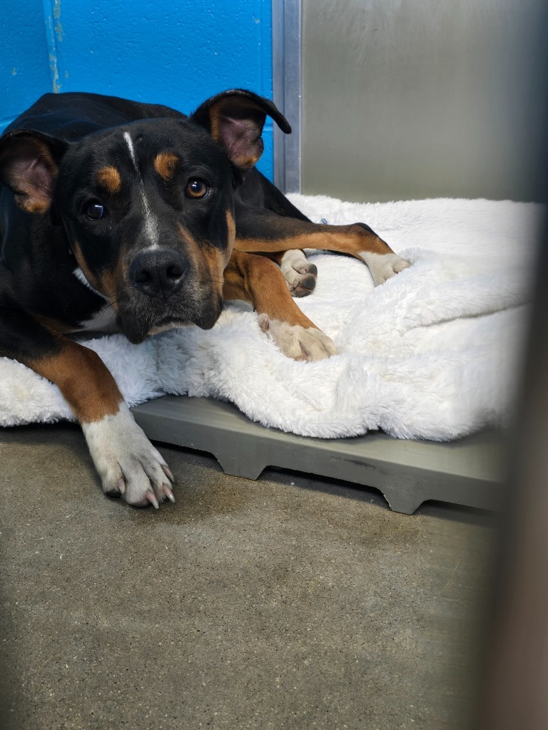 Fig - PENDING ADOPTION