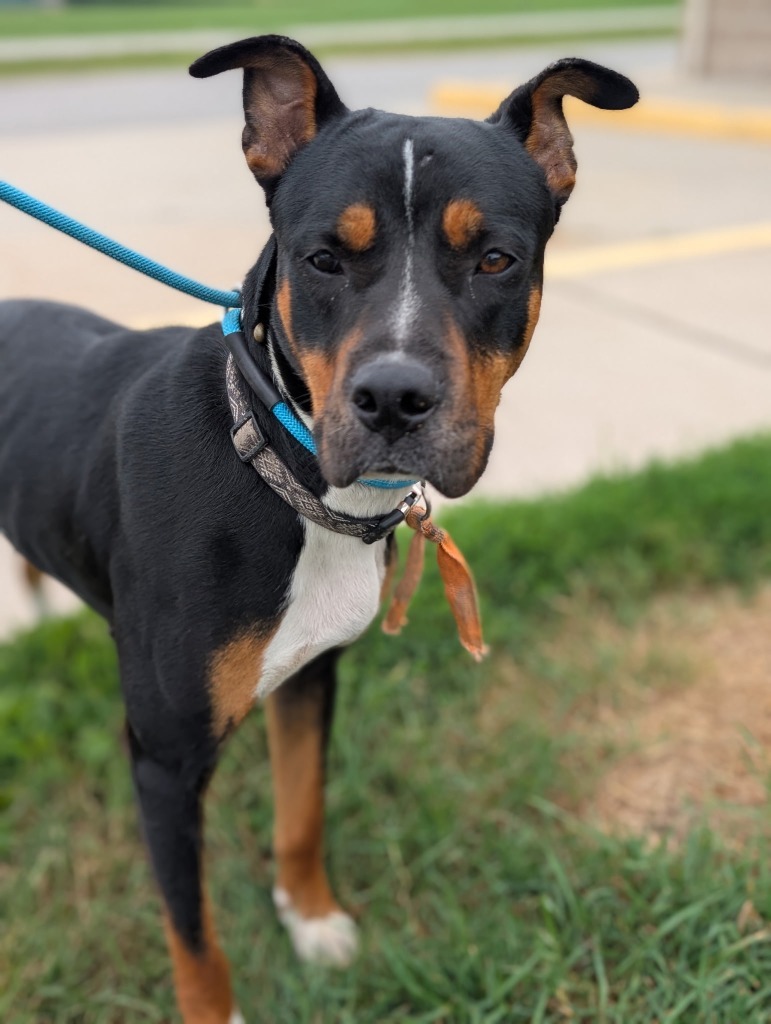 Fig - PENDING ADOPTION