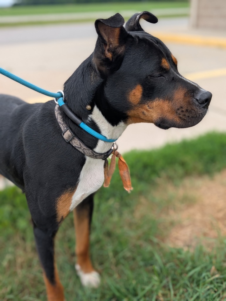 Fig - PENDING ADOPTION