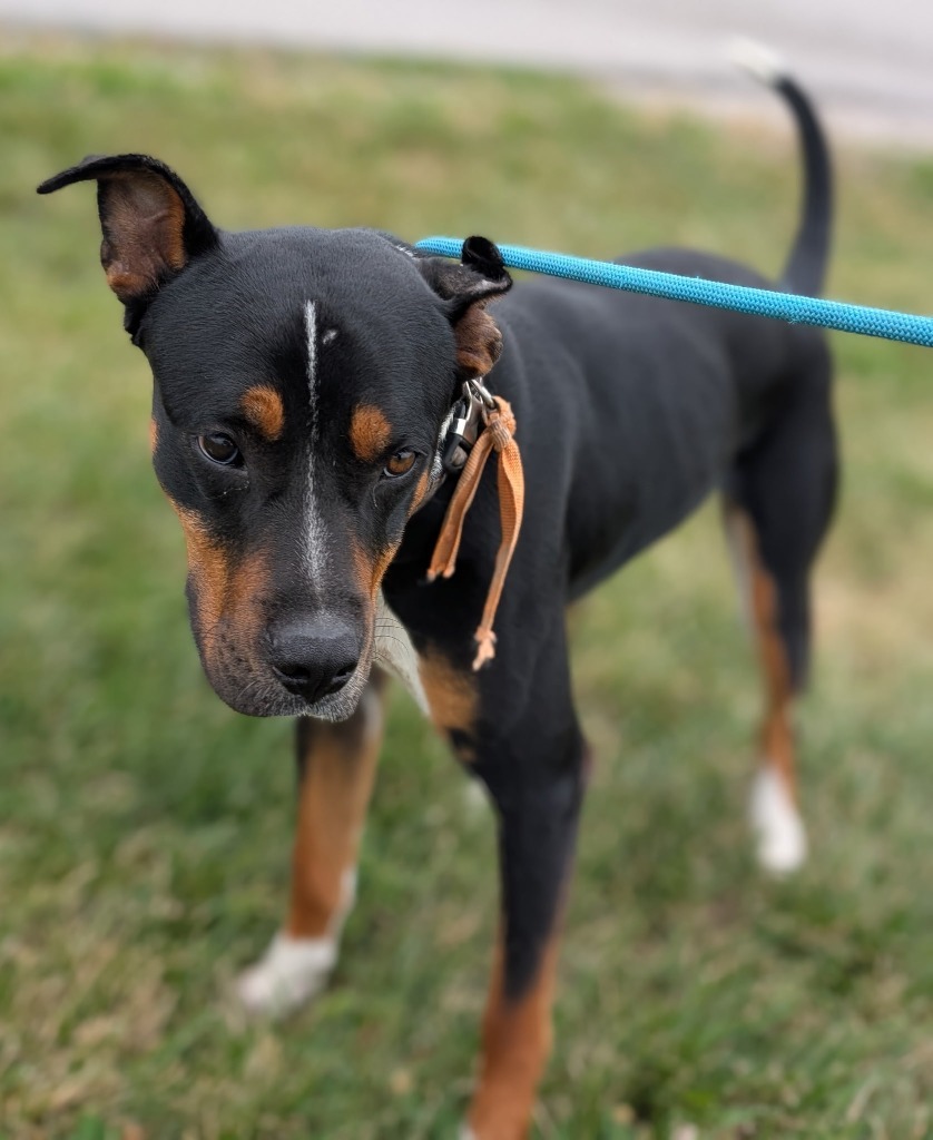 Fig - PENDING ADOPTION