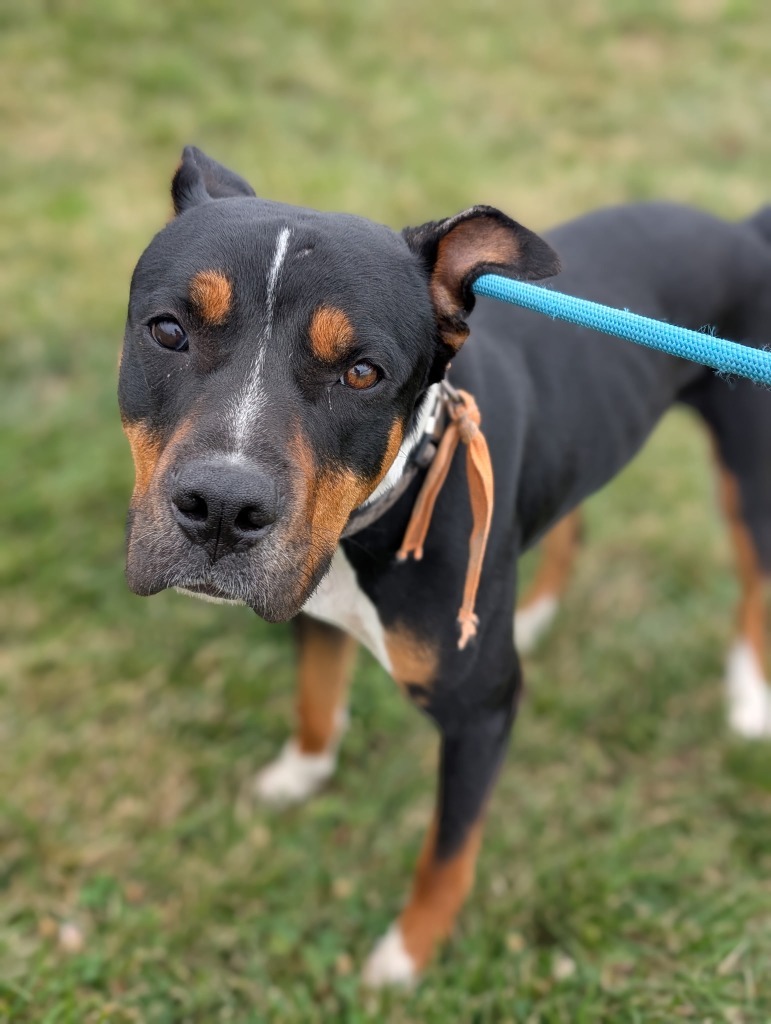 Fig - PENDING ADOPTION