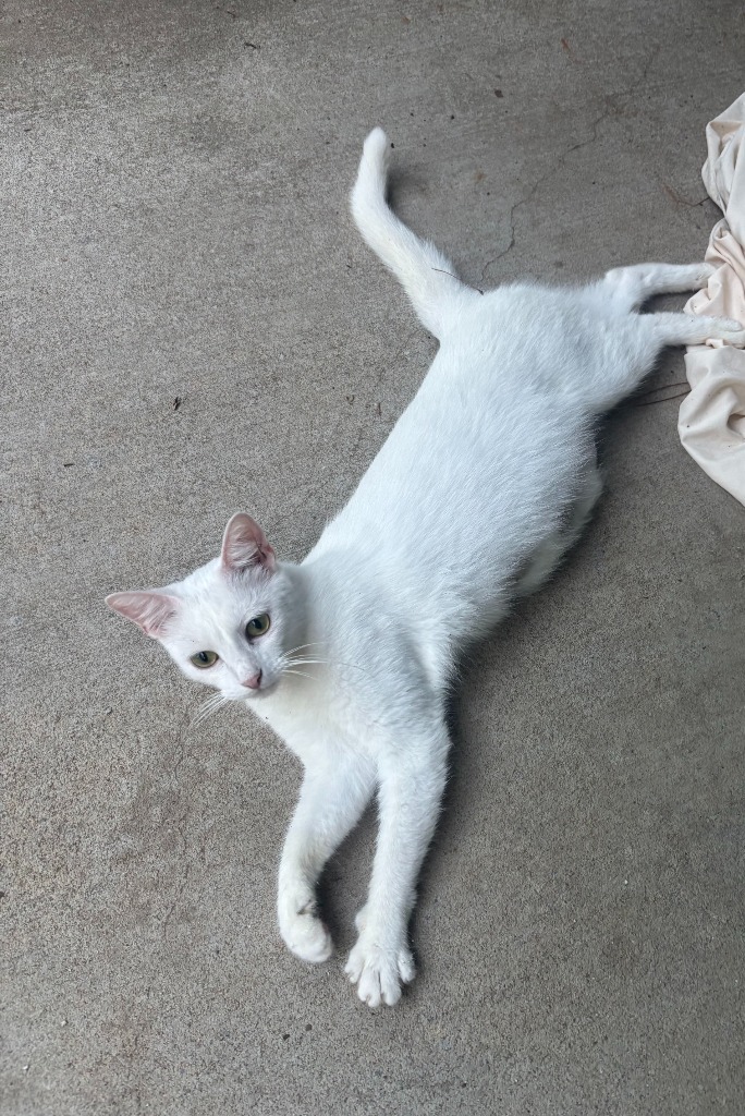 Snow AKA Diamond
