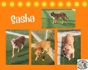 Sasha, Adult Female unknown