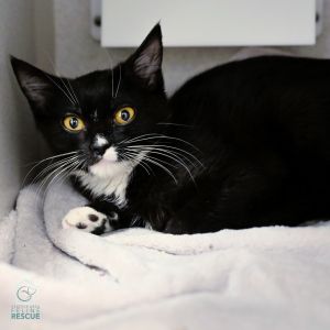 Precious Domestic Short Hair Cat