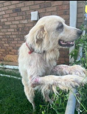 Lassey Lou, Adult Female unknown
