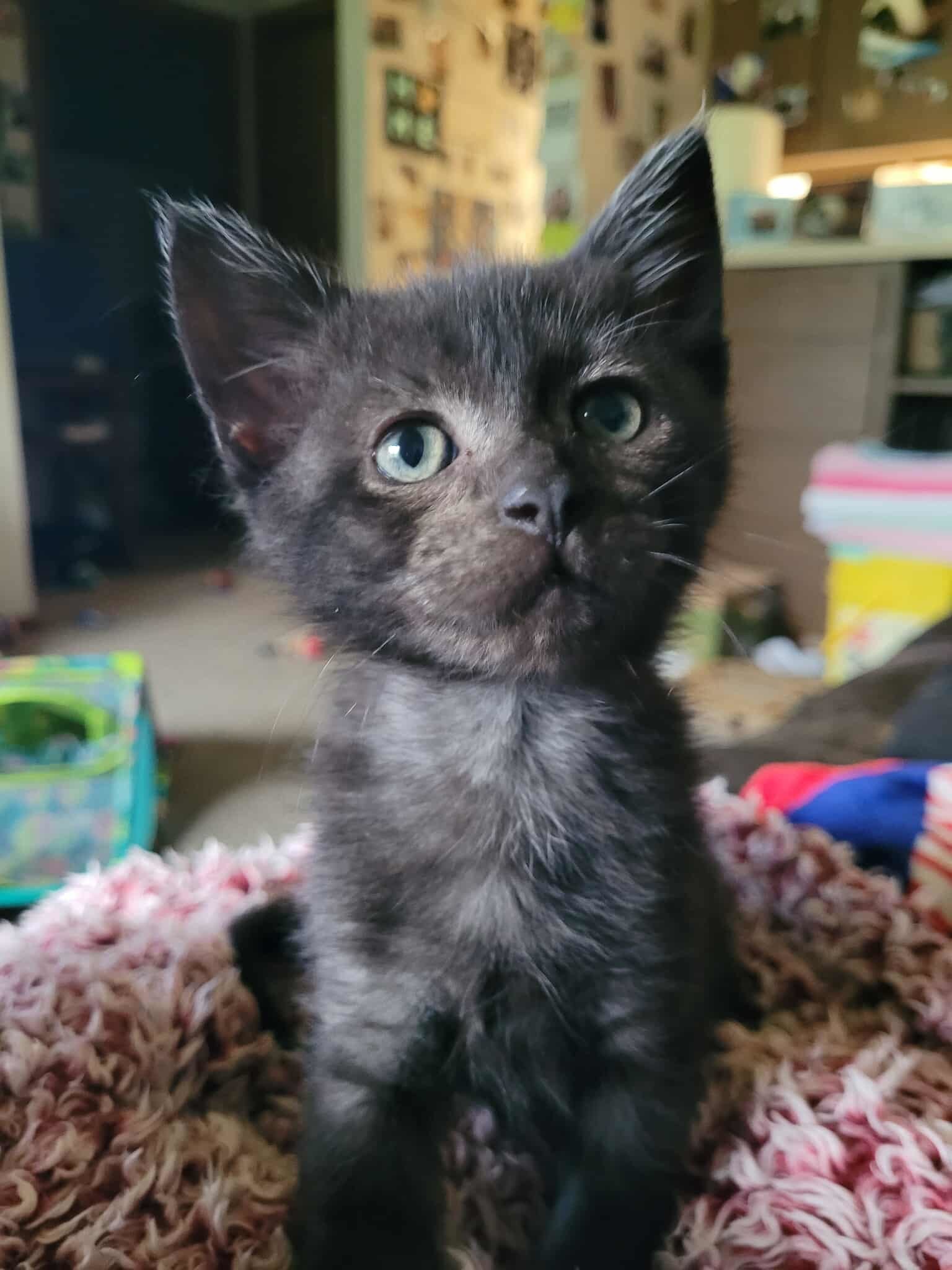 Preston, an adoptable Domestic Short Hair in Alexandria, MN, 56308 | Photo Image 1
