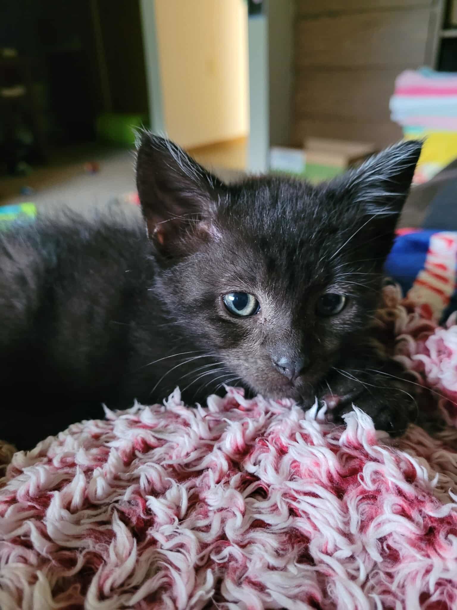 Preston, an adoptable Domestic Short Hair in Alexandria, MN, 56308 | Photo Image 2