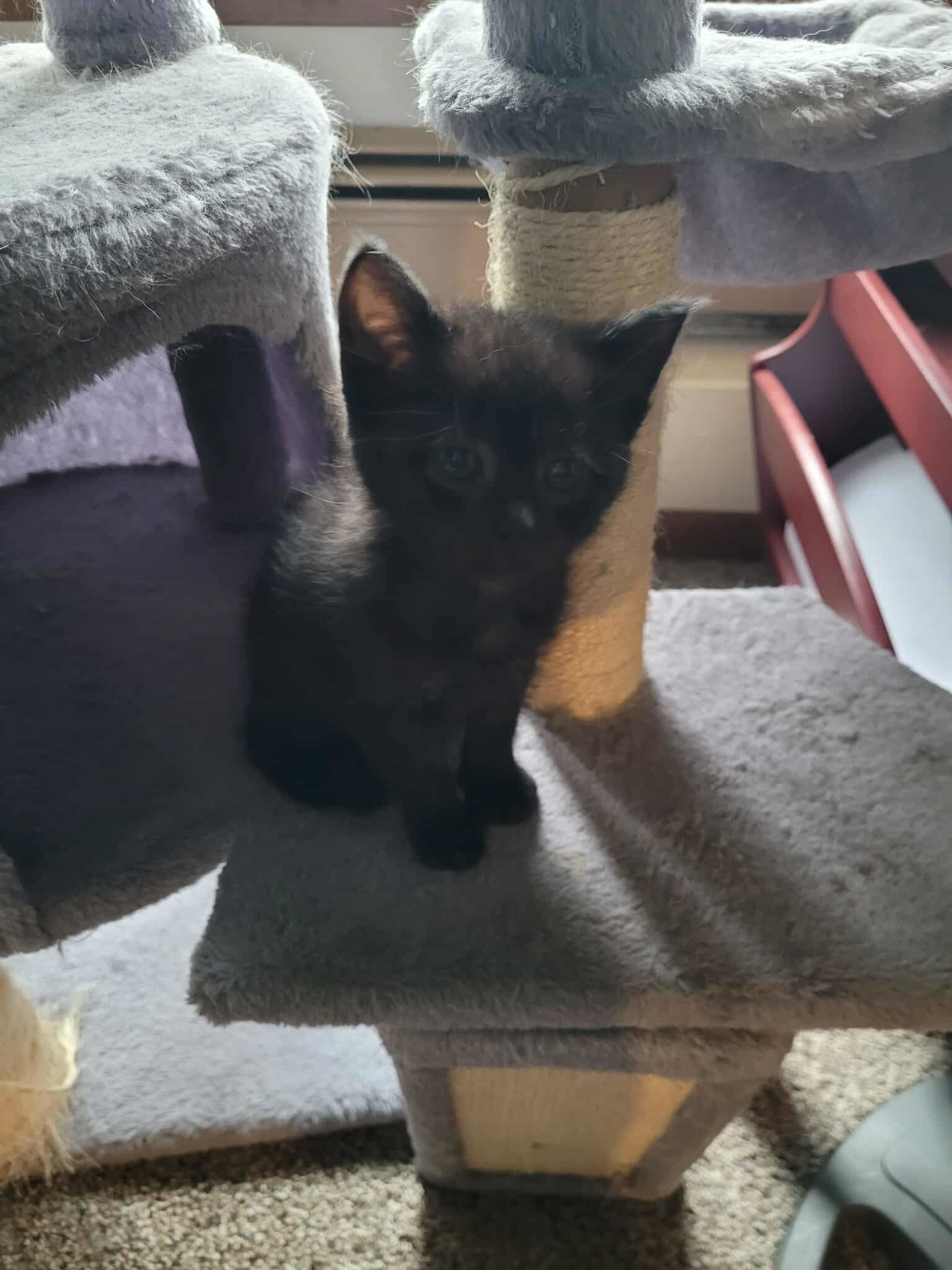 Preston, an adoptable Domestic Short Hair in Alexandria, MN, 56308 | Photo Image 3