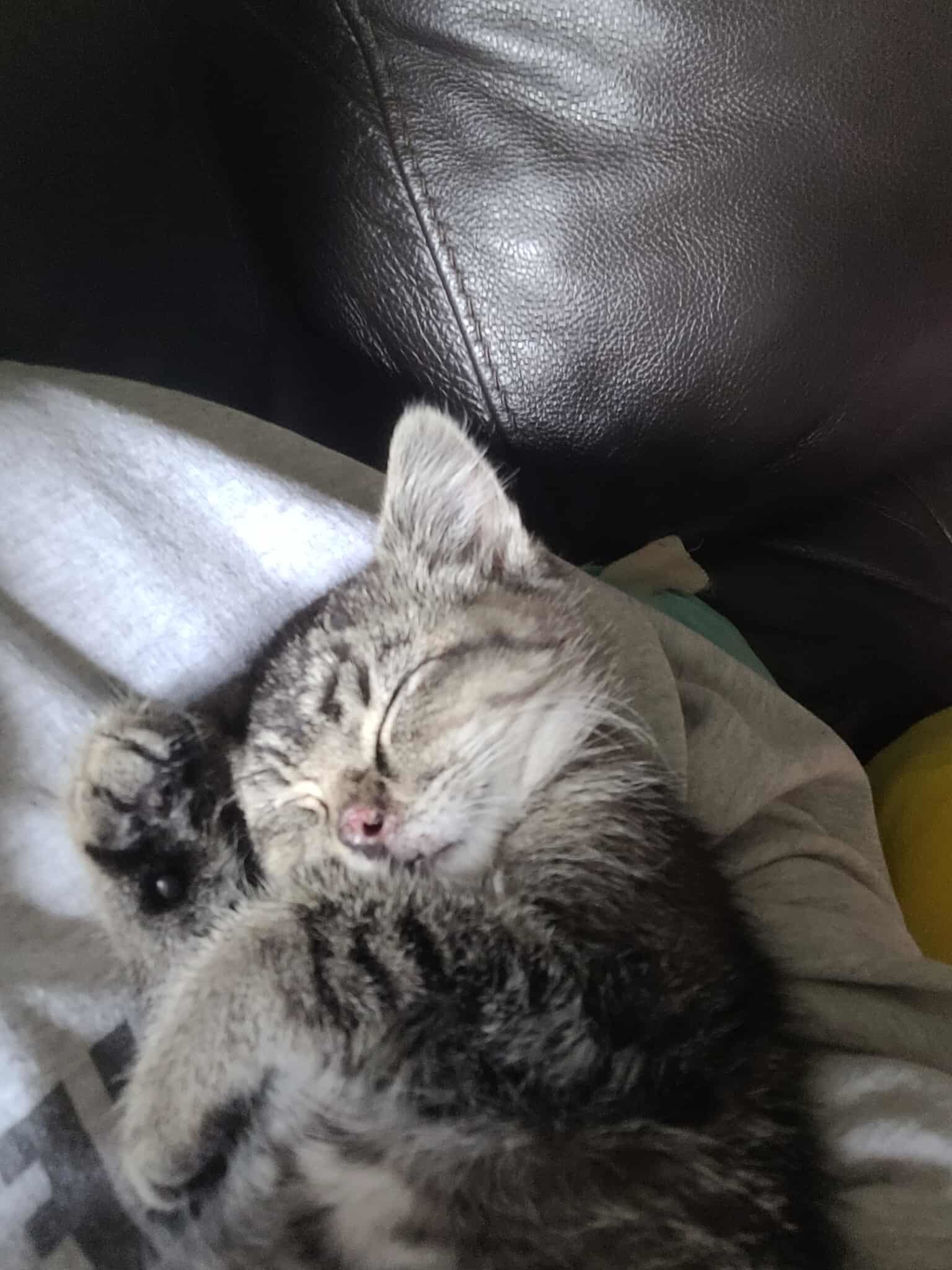 Indy, an adoptable Domestic Short Hair in Alexandria, MN, 56308 | Photo Image 1