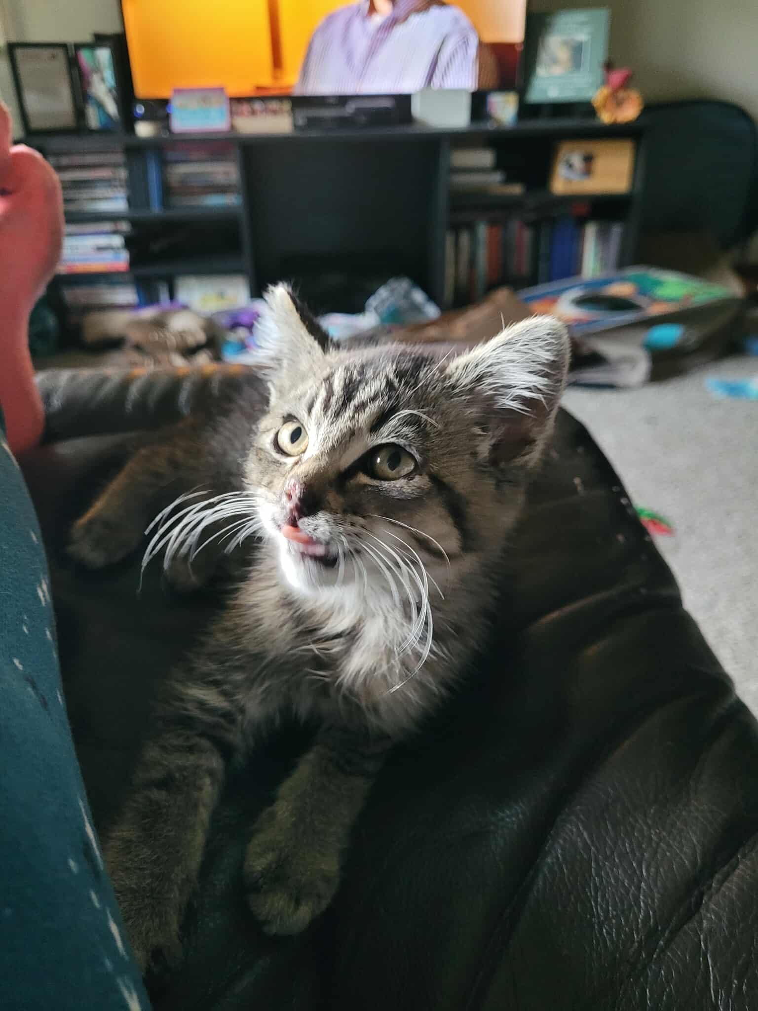 Indy, an adoptable Domestic Short Hair in Alexandria, MN, 56308 | Photo Image 2