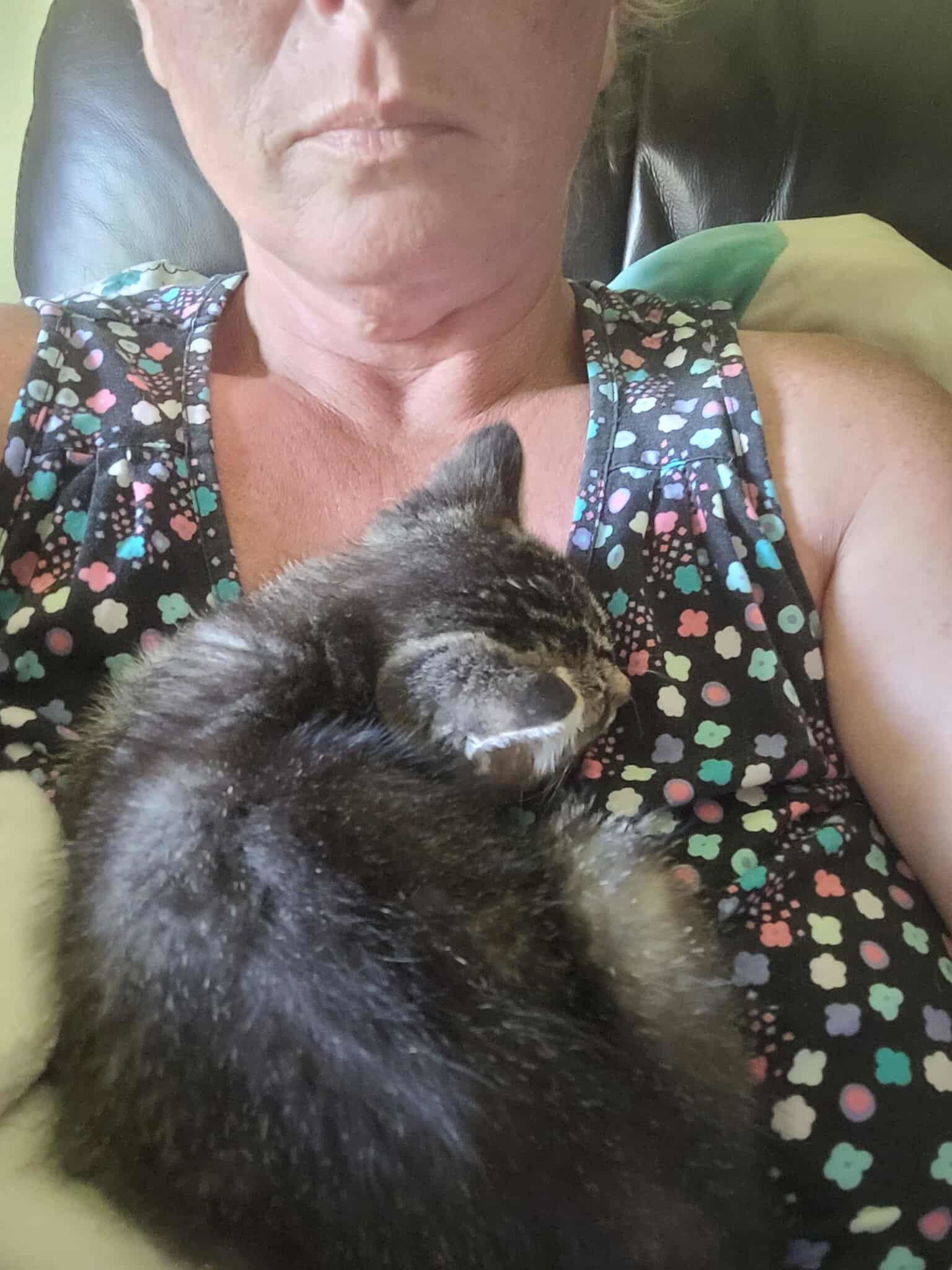 Indy, an adoptable Domestic Short Hair in Alexandria, MN, 56308 | Photo Image 3