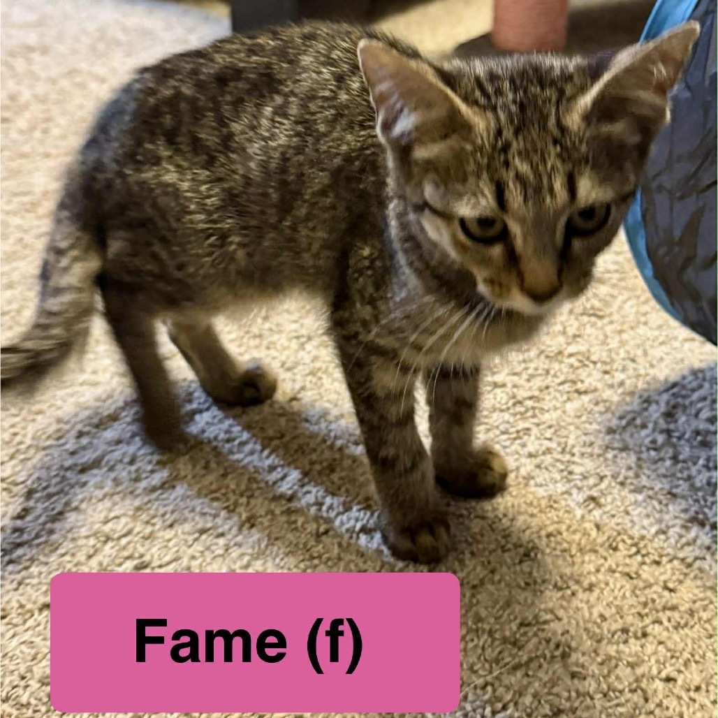 Fame