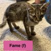 Fame photo 2