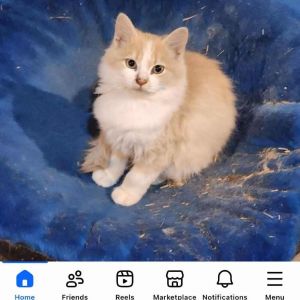 Sunshine Cat, Adult Female unknown