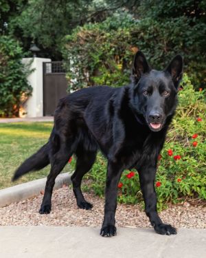 MIKEY **Sponsorship/Med. Foster ONLY**, Adult Male unknown