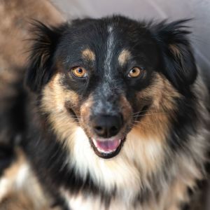 LIZZIE **Mini Aussie**, Adult Female unknown