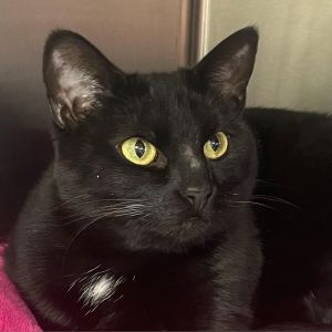 Freyja, Adult Female unknown