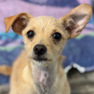 Hi My name is Clover and Im at the Santa Maria Campus Im an 8 month old female Chihuahua Terr