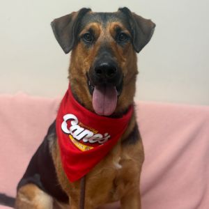 Hi My name is Callie and Im at the Santa Maria Campus Im a 2 year old female German Shepherd