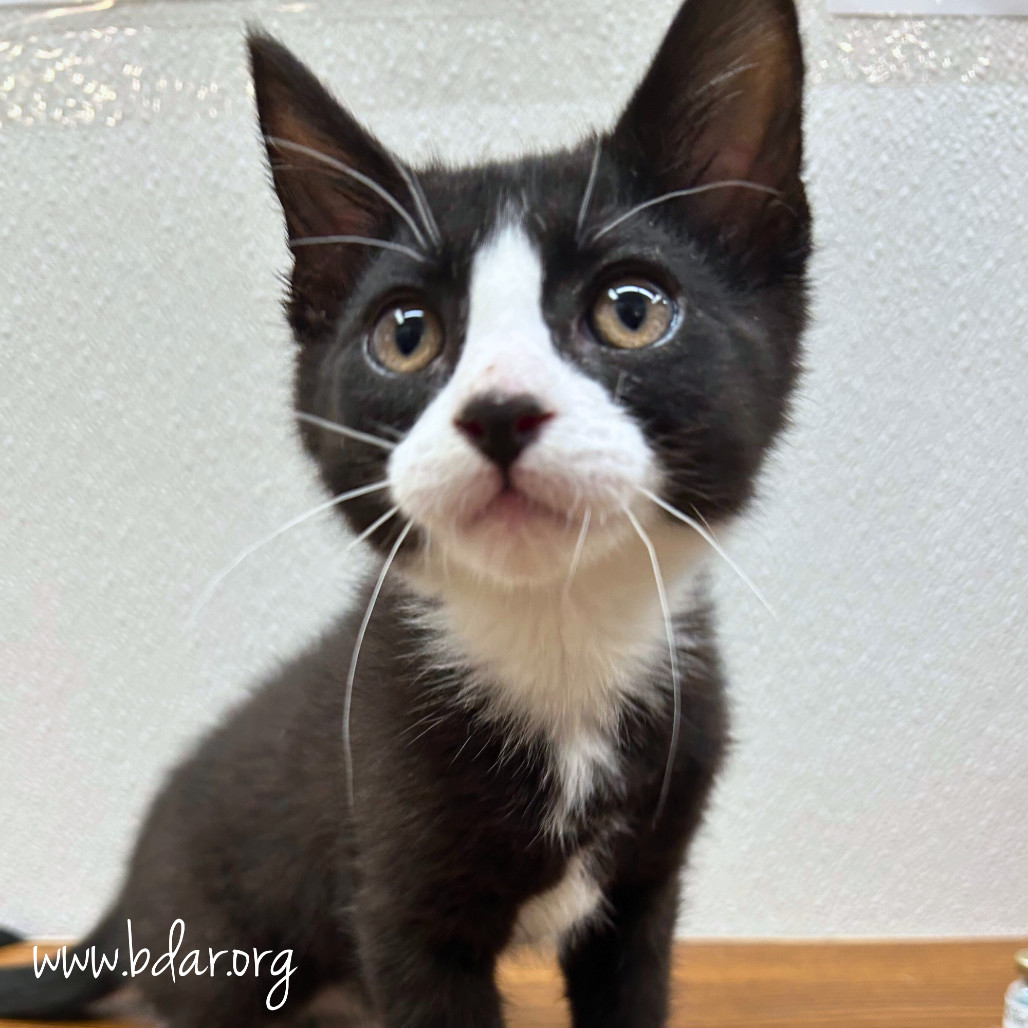 Helios, an adoptable Domestic Short Hair in Cheyenne, WY, 82009 | Photo Image 1