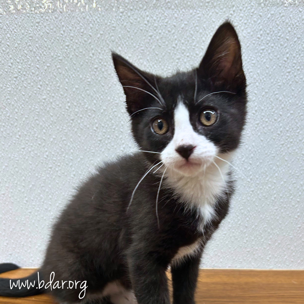 Helios, an adoptable Domestic Short Hair in Cheyenne, WY, 82009 | Photo Image 3
